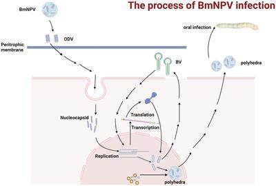Multi-omics study and ncRNA regulation of anti-BmNPV in silkworms, Bombyx mori: an update